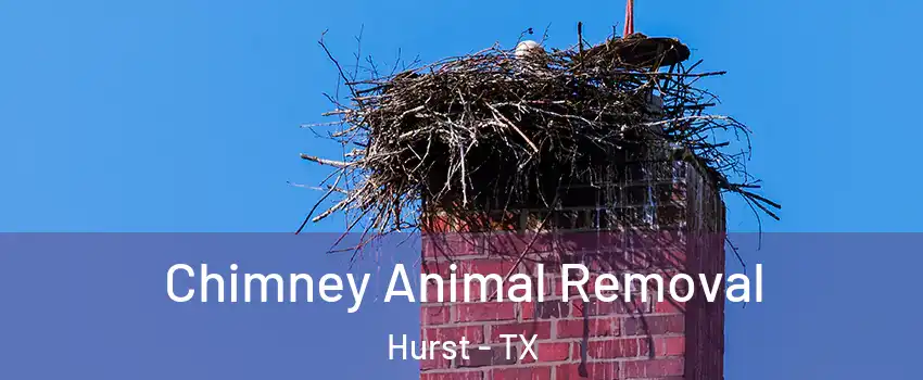 Chimney Animal Removal Hurst - TX