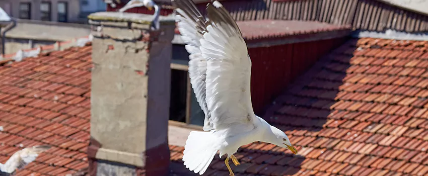 Residential Chimney Animal Removal Solution in Hurst, TX